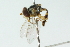  ( - CNC DIPTERA 102879)  @11 [ ] CreativeCommons - Attribution (2011) CNC/CBG Photography Group Centre for Biodiversity Genomics