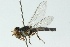  (Allograpta flavofaciens - CNC DIPTERA 102880)  @11 [ ] CreativeCommons - Attribution (2011) CNC/CBG Photography Group Centre for Biodiversity Genomics