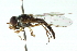  ( - CNC DIPTERA 102881)  @11 [ ] CreativeCommons - Attribution (2011) CNC/CBG Photography Group Centre for Biodiversity Genomics