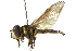  ( - CNC DIPTERA 102884)  @11 [ ] CreativeCommons - Attribution (2011) CNC/CBG Photography Group Centre for Biodiversity Genomics