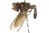  ( - CNC DIPTERA 102885)  @11 [ ] CreativeCommons - Attribution (2011) CNC/CBG Photography Group Centre for Biodiversity Genomics