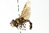  ( - CNC DIPTERA 102886)  @11 [ ] CreativeCommons - Attribution (2011) CNC/CBG Photography Group Centre for Biodiversity Genomics