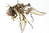  (Allograpta strigifacies - CNC DIPTERA 102887)  @11 [ ] CreativeCommons - Attribution (2011) CNC/CBG Photography Group Centre for Biodiversity Genomics