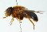  ( - CNC DIPTERA 102889)  @11 [ ] CreativeCommons - Attribution (2011) CNC/CBG Photography Group Centre for Biodiversity Genomics