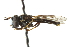 ( - CNC DIPTERA 102968)  @11 [ ] CreativeCommons - Attribution (2011) CNC/CBG Photography Group Centre for Biodiversity Genomics