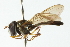  (Argentinomyia currani - CNC DIPTERA 102974)  @13 [ ] CreativeCommons - Attribution (2011) CNC/CBG Photography Group Centre for Biodiversity Genomics