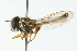  (Argentinomyia lanei - CNC DIPTERA 102975)  @13 [ ] CreativeCommons - Attribution (2011) CNC/CBG Photography Group Centre for Biodiversity Genomics