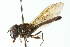  (Argentinomyia lineatus - CNC DIPTERA 102978)  @13 [ ] CreativeCommons - Attribution (2011) CNC/CBG Photography Group Centre for Biodiversity Genomics