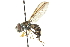  ( - CNC DIPTERA 102984)  @11 [ ] CreativeCommons - Attribution (2011) CNC/CBG Photography Group Centre for Biodiversity Genomics