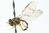  ( - CNC DIPTERA 102986)  @11 [ ] CreativeCommons - Attribution (2011) CNC/CBG Photography Group Centre for Biodiversity Genomics