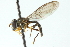  ( - CNC DIPTERA 102987)  @11 [ ] CreativeCommons - Attribution (2011) CNC/CBG Photography Group Centre for Biodiversity Genomics