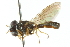  (Argentinomyia maculatus - CNC DIPTERA 102988)  @11 [ ] CreativeCommons - Attribution (2011) CNC/CBG Photography Group Centre for Biodiversity Genomics