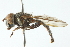  (Argentinomyia neotropicus - CNC DIPTERA 102989)  @14 [ ] CreativeCommons - Attribution (2011) CNC/CBG Photography Group Centre for Biodiversity Genomics