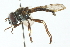  (Argentinomyia nigrens - CNC DIPTERA 102994)  @11 [ ] CreativeCommons - Attribution (2011) CNC/CBG Photography Group Centre for Biodiversity Genomics