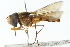  ( - CNC DIPTERA 102999)  @13 [ ] CreativeCommons - Attribution (2011) CNC/CBG Photography Group Centre for Biodiversity Genomics