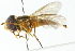  (Asarkina fulva - CNC DIPTERA 103000)  @13 [ ] CreativeCommons - Attribution (2011) CNC/CBG Photography Group Centre for Biodiversity Genomics