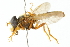  ( - CNC DIPTERA 103004)  @11 [ ] CreativeCommons - Attribution (2011) CNC/CBG Photography Group Centre for Biodiversity Genomics