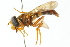  ( - CNC DIPTERA 103005)  @11 [ ] CreativeCommons - Attribution (2011) CNC/CBG Photography Group Centre for Biodiversity Genomics