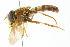  (Asiodidea - CNC DIPTERA 103007)  @11 [ ] CreativeCommons - Attribution (2011) CNC/CBG Photography Group Centre for Biodiversity Genomics