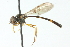  (Baccha maculata - CNC DIPTERA 103012)  @13 [ ] CreativeCommons - Attribution (2011) CNC/CBG Photography Group Centre for Biodiversity Genomics