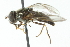  ( - CNC DIPTERA 103014)  @14 [ ] CreativeCommons - Attribution (2011) CNC/CBG Photography Group Centre for Biodiversity Genomics