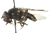  ( - CNC DIPTERA 103016)  @13 [ ] CreativeCommons - Attribution (2011) CNC/CBG Photography Group Centre for Biodiversity Genomics