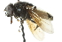  ( - CNC DIPTERA 103017)  @13 [ ] CreativeCommons - Attribution (2011) CNC/CBG Photography Group Centre for Biodiversity Genomics