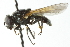  ( - CNC DIPTERA 103018)  @14 [ ] CreativeCommons - Attribution (2011) CNC/CBG Photography Group Centre for Biodiversity Genomics