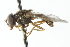  ( - CNC DIPTERA 103021)  @13 [ ] CreativeCommons - Attribution (2011) CNC/CBG Photography Group Centre for Biodiversity Genomics