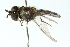  ( - CNC DIPTERA 103042)  @13 [ ] CreativeCommons - Attribution (2011) CNC/CBG Photography Group Centre for Biodiversity Genomics