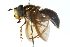  (Chrysotoxum antiquum - CNC DIPTERA 103046)  @11 [ ] CreativeCommons - Attribution (2011) CNC/CBG Photography Group Centre for Biodiversity Genomics