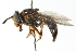  (Chrysotoxum biguttatum - CNC DIPTERA 103052)  @14 [ ] CreativeCommons - Attribution (2011) CNC/CBG Photography Group Centre for Biodiversity Genomics