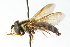  ( - CNC DIPTERA 103055)  @12 [ ] CreativeCommons - Attribution (2011) CNC/CBG Photography Group Centre for Biodiversity Genomics
