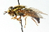  ( - CNC DIPTERA 103057)  @13 [ ] CreativeCommons - Attribution (2011) CNC/CBG Photography Group Centre for Biodiversity Genomics