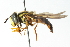  (Chrysotoxum continuum - CNC DIPTERA 103059)  @14 [ ] CreativeCommons - Attribution (2011) CNC/CBG Photography Group Centre for Biodiversity Genomics