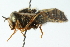  ( - CNC DIPTERA 103064)  @11 [ ] CreativeCommons - Attribution (2011) CNC/CBG Photography Group Centre for Biodiversity Genomics
