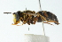  ( - CNC DIPTERA 103066)  @11 [ ] CreativeCommons - Attribution (2011) CNC/CBG Photography Group Centre for Biodiversity Genomics