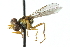  ( - CNC DIPTERA 103076)  @13 [ ] CreativeCommons - Attribution (2011) CNC/CBG Photography Group Centre for Biodiversity Genomics