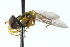  ( - CNC DIPTERA 103077)  @12 [ ] CreativeCommons - Attribution (2011) CNC/CBG Photography Group Centre for Biodiversity Genomics