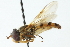  ( - CNC DIPTERA 103087)  @14 [ ] CreativeCommons - Attribution (2011) CNC/CBG Photography Group Centre for Biodiversity Genomics
