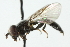  ( - CNC DIPTERA 103094)  @13 [ ] CreativeCommons - Attribution (2011) CNC/CBG Photography Group Centre for Biodiversity Genomics