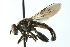  ( - CNC DIPTERA 103098)  @14 [ ] CreativeCommons - Attribution (2011) CNC/CBG Photography Group Centre for Biodiversity Genomics