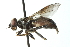  ( - CNC DIPTERA 103101)  @13 [ ] CreativeCommons - Attribution (2011) CNC/CBG Photography Group Centre for Biodiversity Genomics