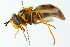  ( - CNC DIPTERA 103102)  @11 [ ] CreativeCommons - Attribution (2011) CNC/CBG Photography Group Centre for Biodiversity Genomics