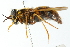  (Chrysotoxum grandis - CNC DIPTERA 103103)  @11 [ ] CreativeCommons - Attribution (2011) CNC/CBG Photography Group Centre for Biodiversity Genomics