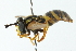  ( - CNC DIPTERA 103109)  @11 [ ] CreativeCommons - Attribution (2011) CNC/CBG Photography Group Centre for Biodiversity Genomics