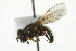  ( - CNC DIPTERA 1045)  @13 [ ] CreativeCommons - Attribution (2011) CNC/CBG Photography Group Centre for Biodiversity Genomics