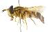  ( - CNC DIPTERA 105370)  @13 [ ] CreativeCommons - Attribution (2011) CNC/CBG Photography Group Centre for Biodiversity Genomics