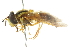  (Chrysotoxum testaceum - CNC DIPTERA 105371)  @13 [ ] CreativeCommons - Attribution (2011) CNC/CBG Photography Group Centre for Biodiversity Genomics