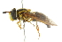  ( - CNC DIPTERA 105372)  @13 [ ] CreativeCommons - Attribution (2011) CNC/CBG Photography Group Centre for Biodiversity Genomics